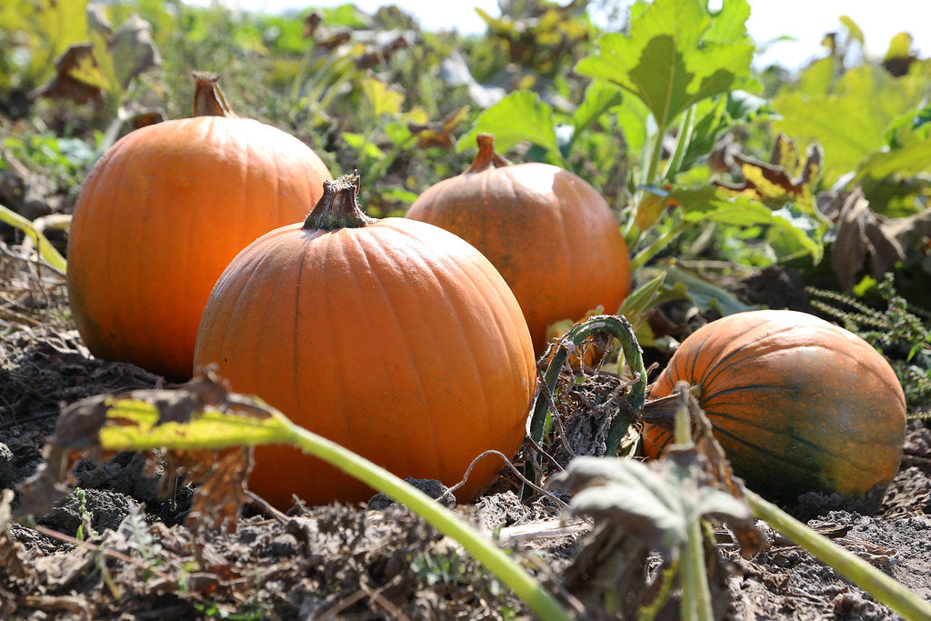 citrouilles, cueillette de citrouilles, vente de citrouilles, citrouilles décoratives