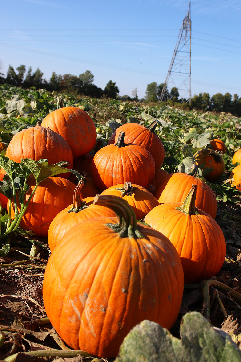 citrouilles, cueillette de citrouilles, vente de citrouilles