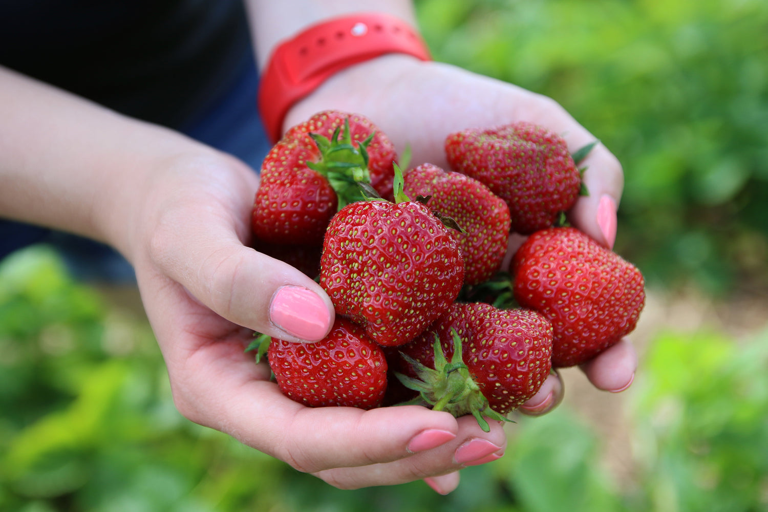 fraises, fraises du Québec, cueillette de fraises
