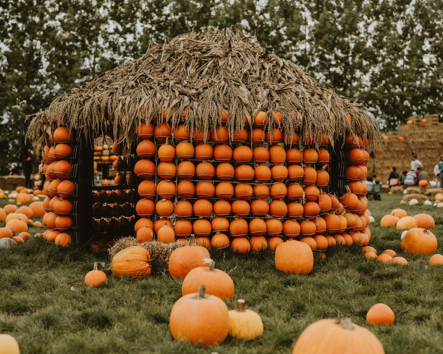 citrouilles, cueillette de citrouilles, vente de citrouilles
