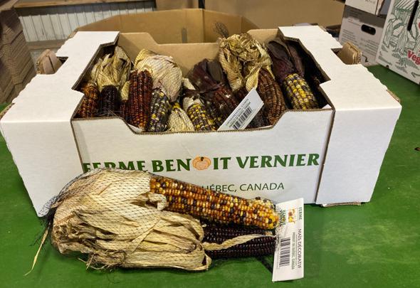 Large Ornamental Decorative Corn