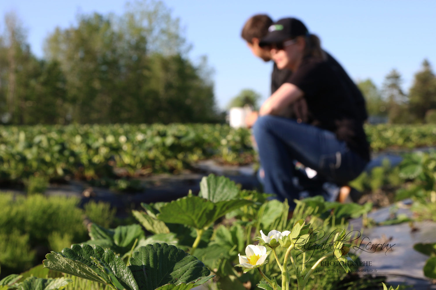 ferme Benoit Vernier, mais, fraises, citrouilles, courges, fèves 