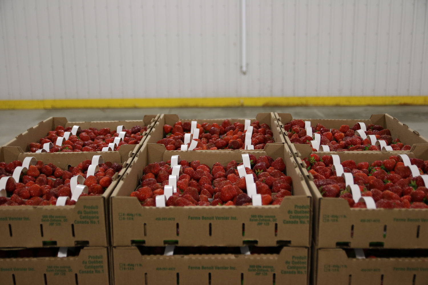 fraises, cueillette de fraises, fraises du Québec