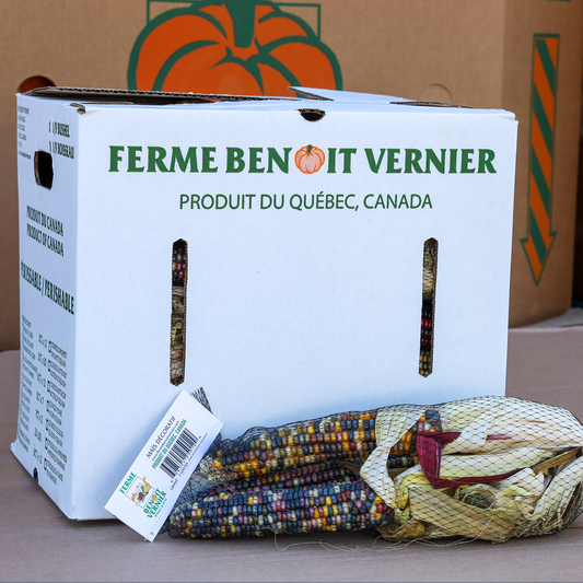 Grand Maïs Décoratif Ornamental