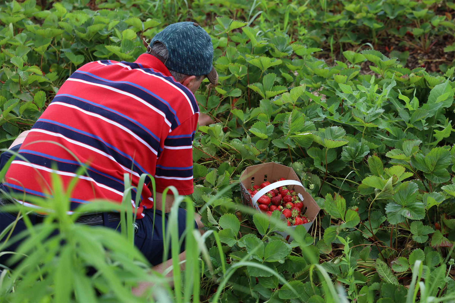 fraises, autocueillette, cueillette